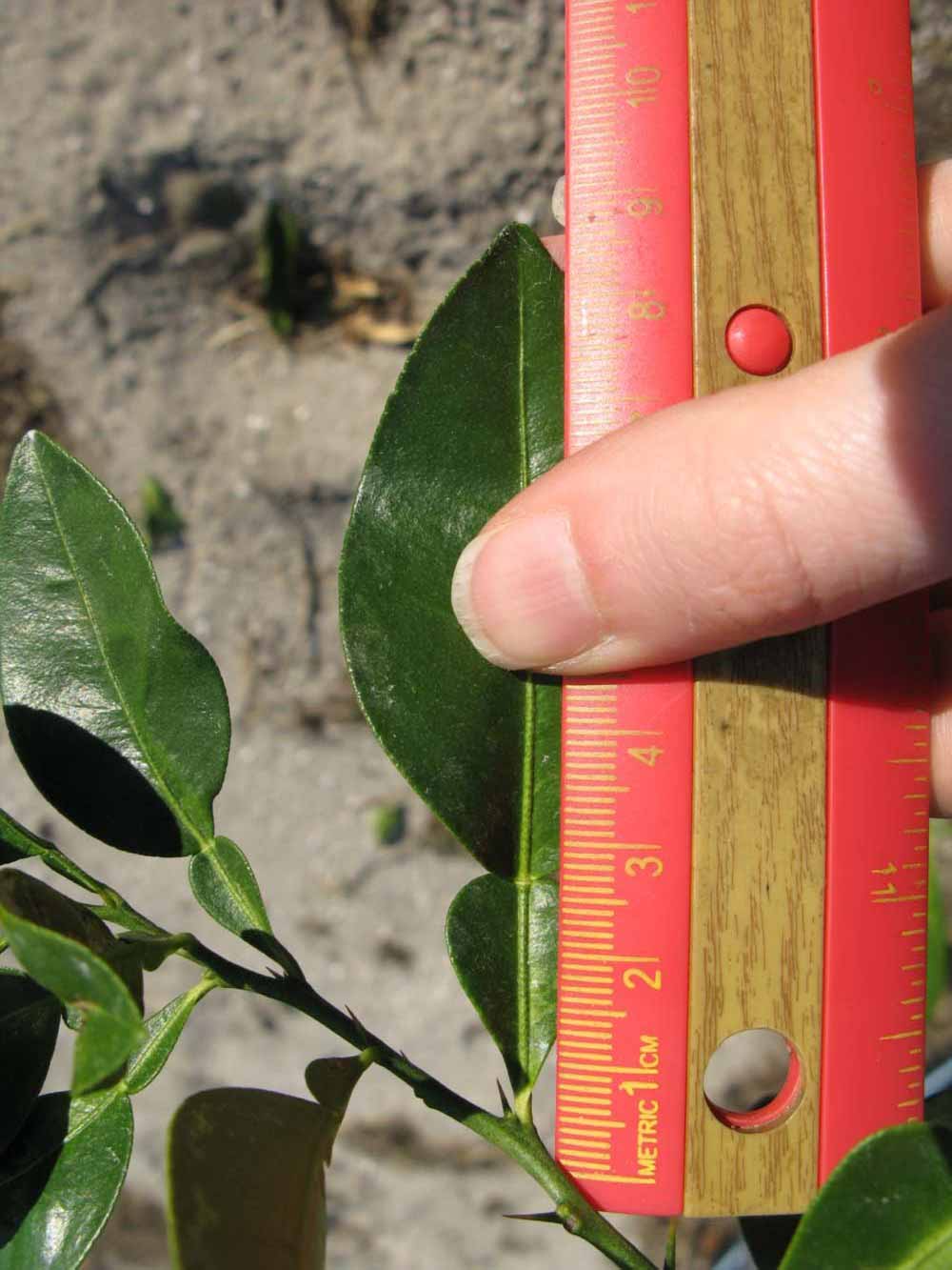              Unifoliolate leaf (Winter Haven, FL)       